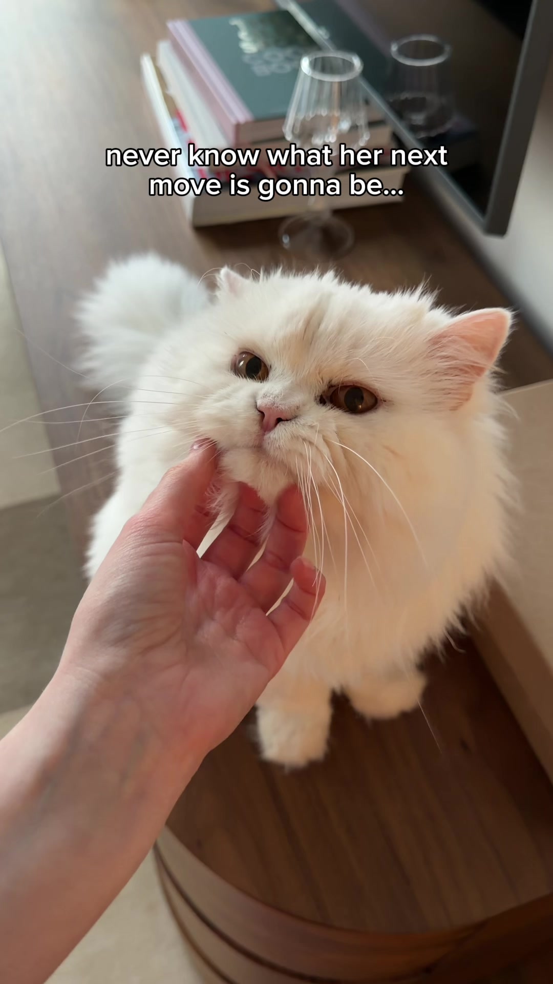 @Cleo the City Kitty
