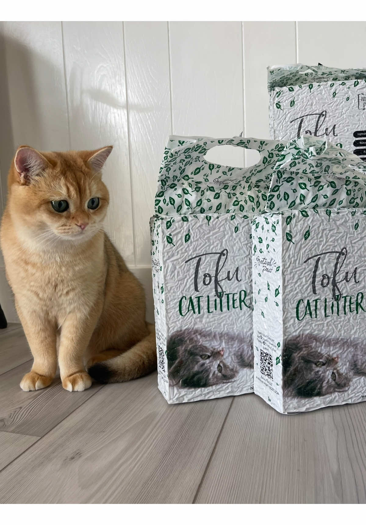 @tessie_cat_and_bert