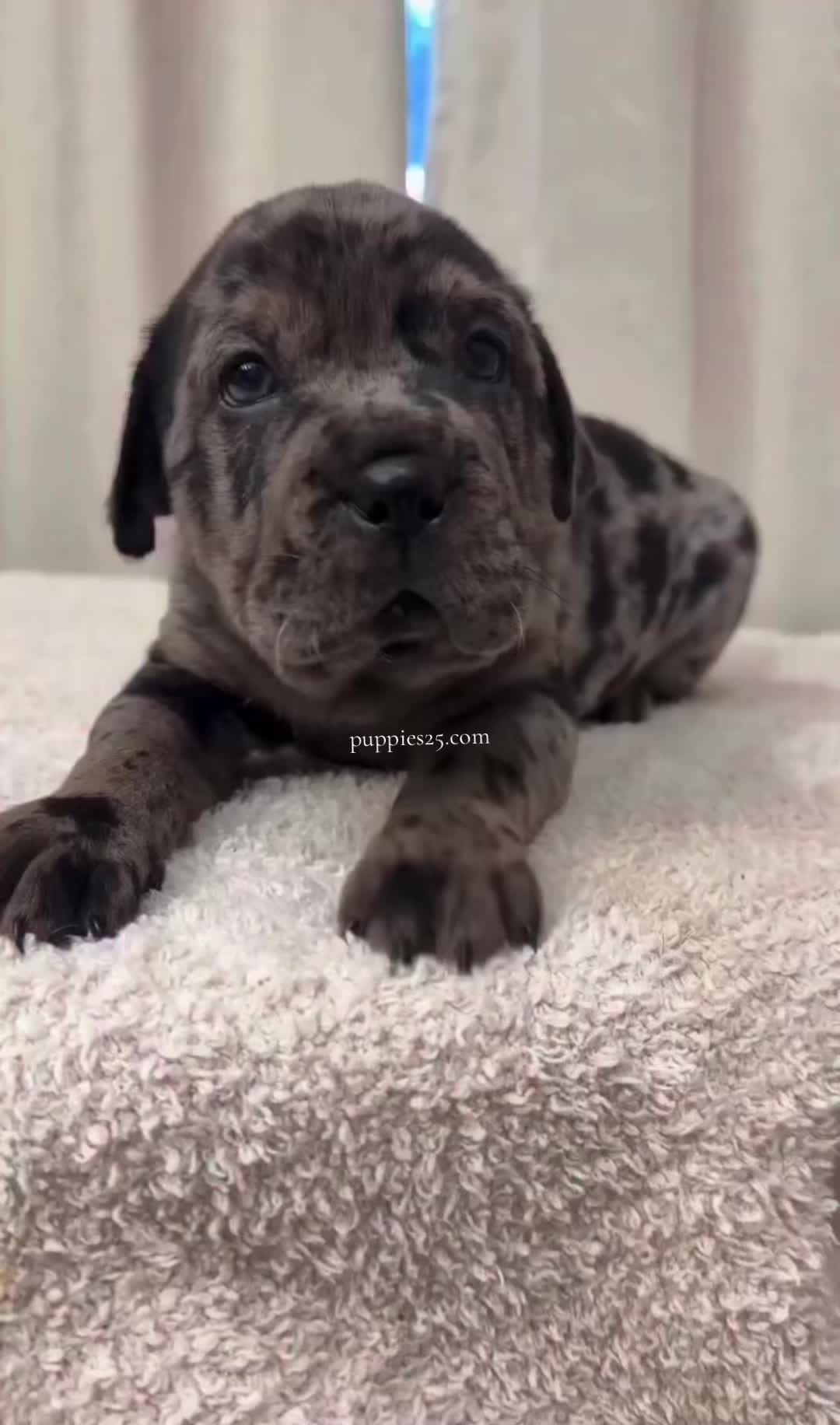 @PUPPIES25•COM