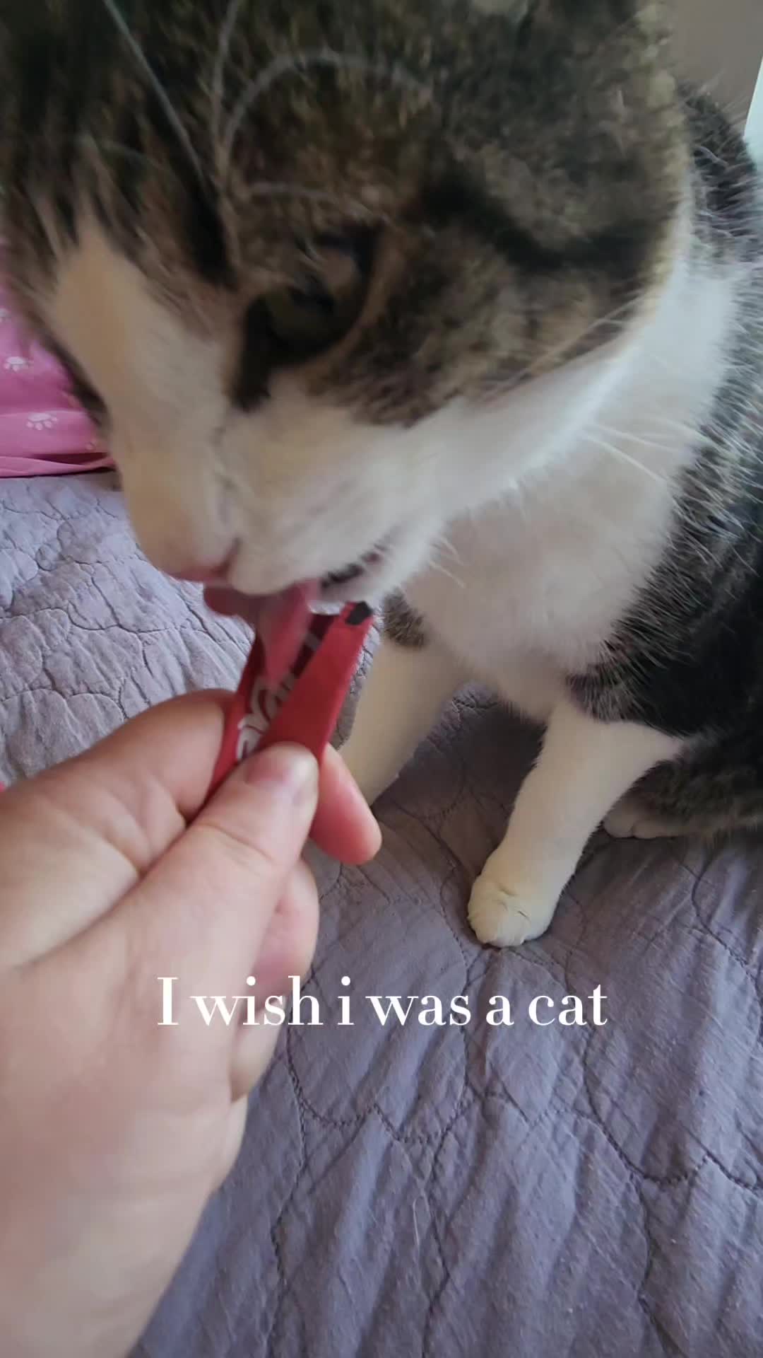 @9 Lives of Cat Chaos