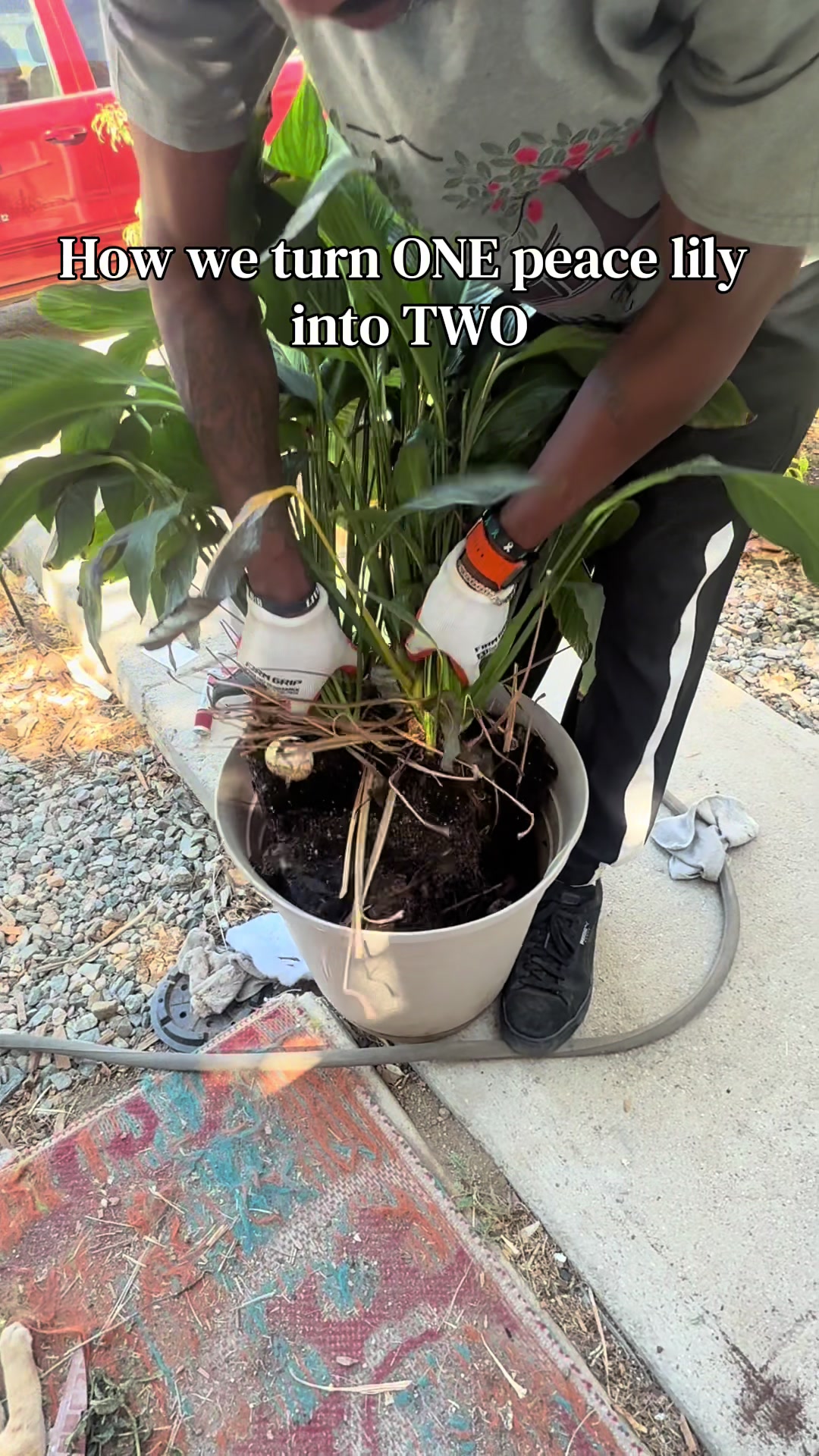 @plant_trappin_apothecary