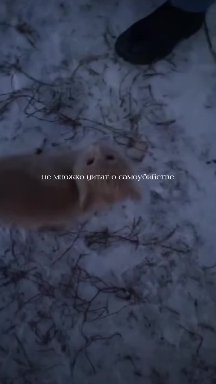 @zxcursed