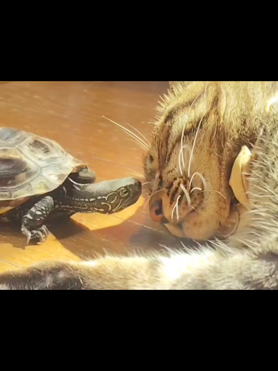 @クサガメ軍曹🐢