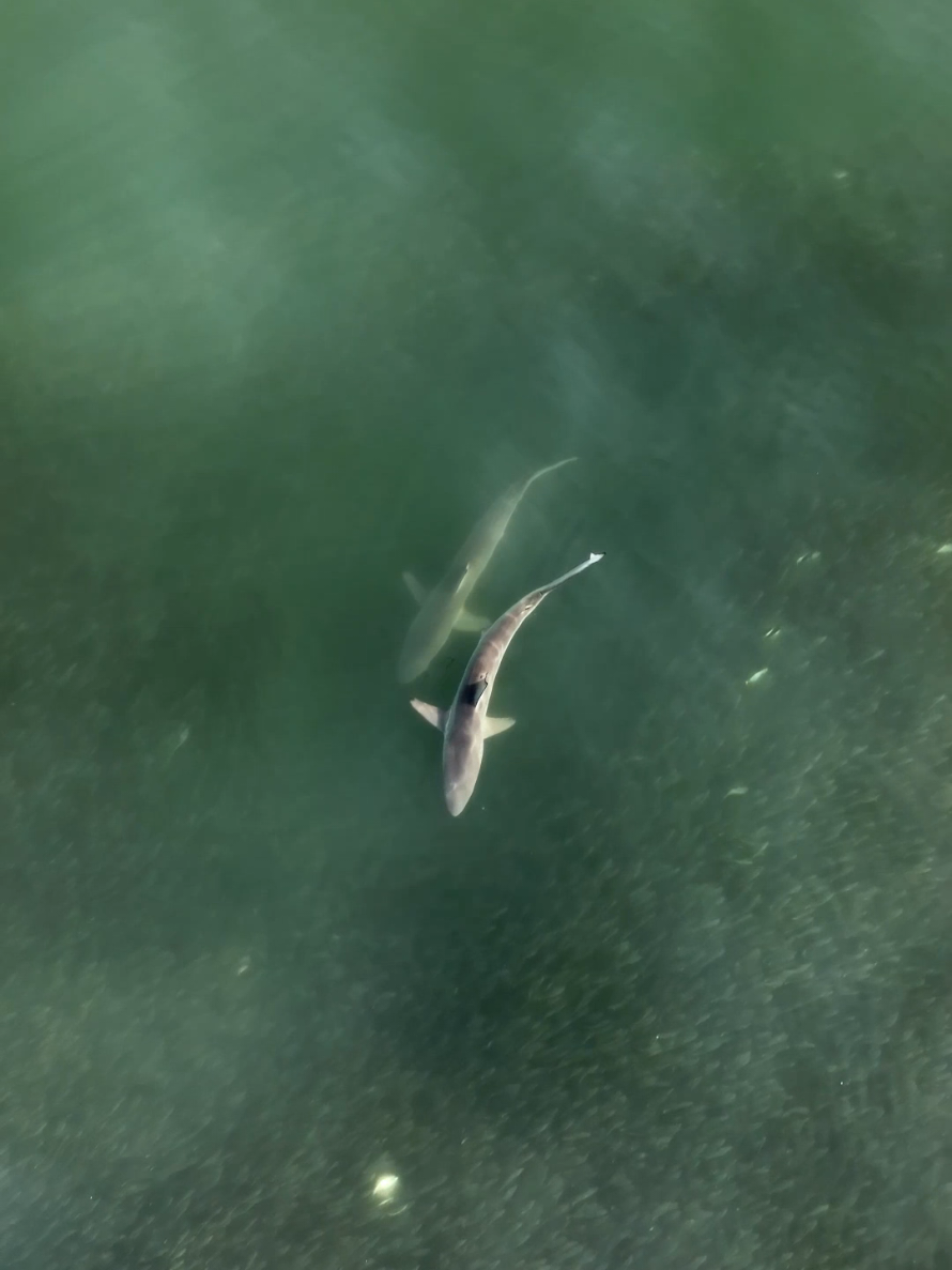 @Fish Guy Photos