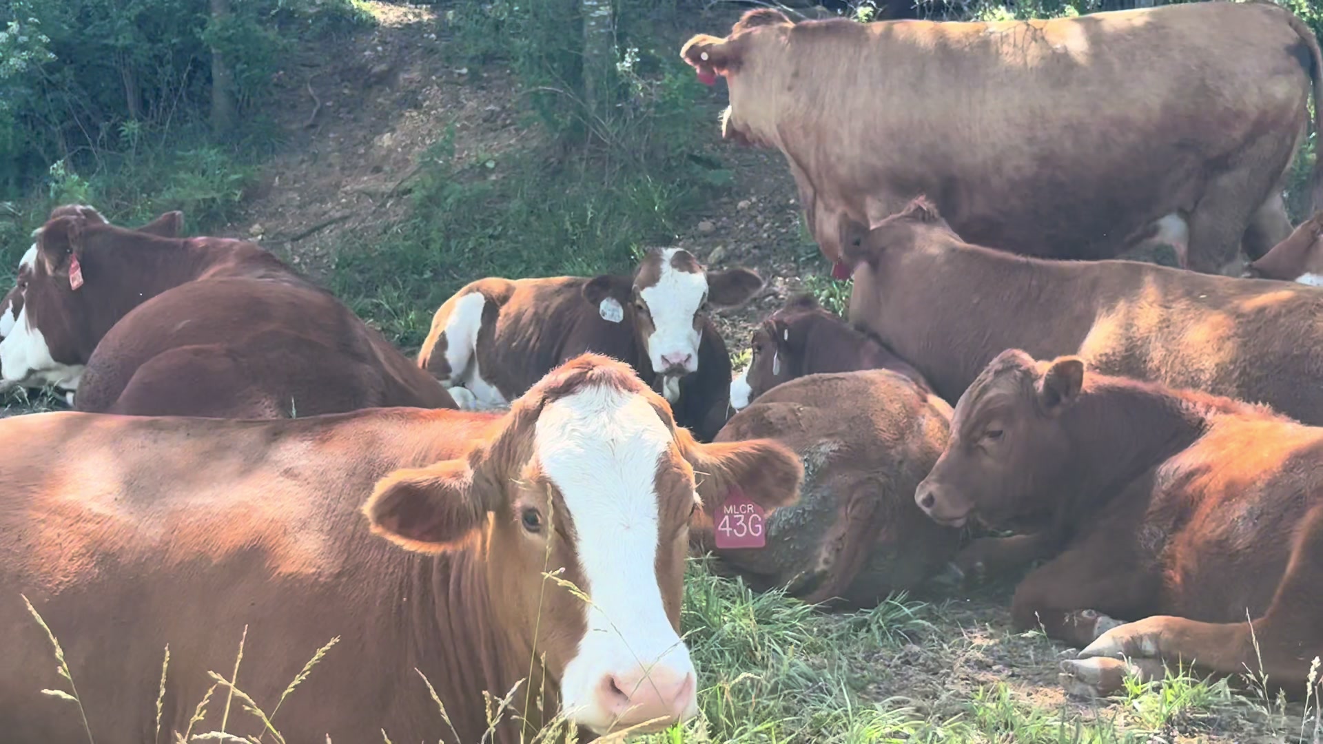@Massey Land & Cattle