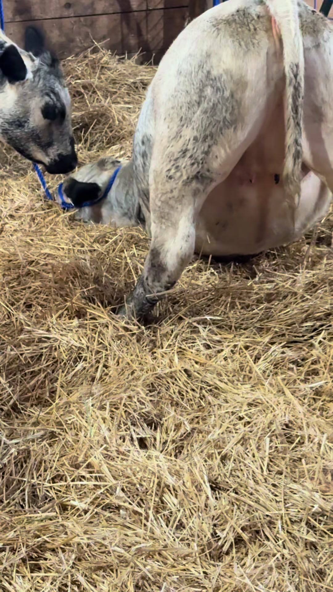 @Speckle Park Cattle 🇨🇦