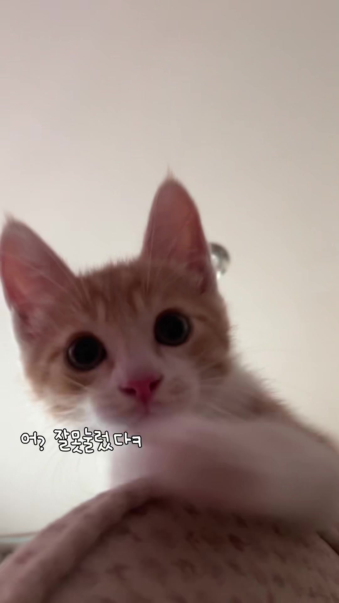 @콩이누나
