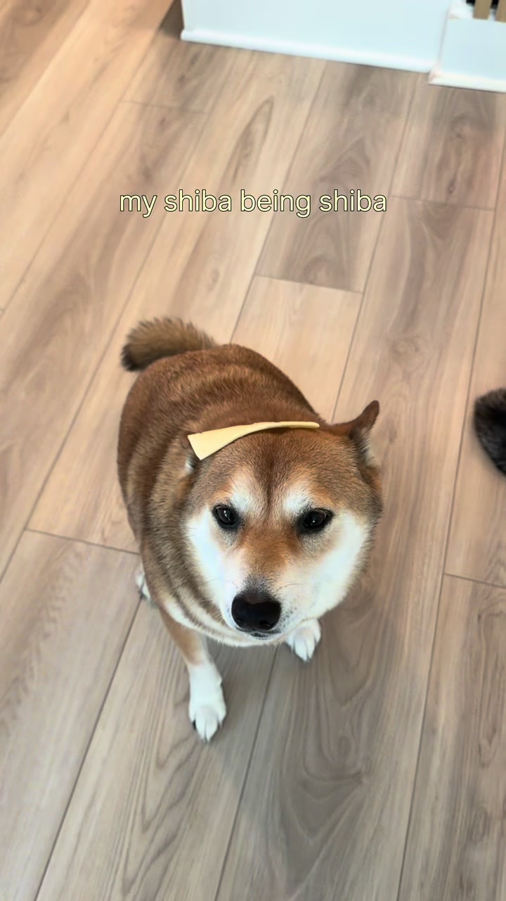 @Jessy & Lexi 🐾