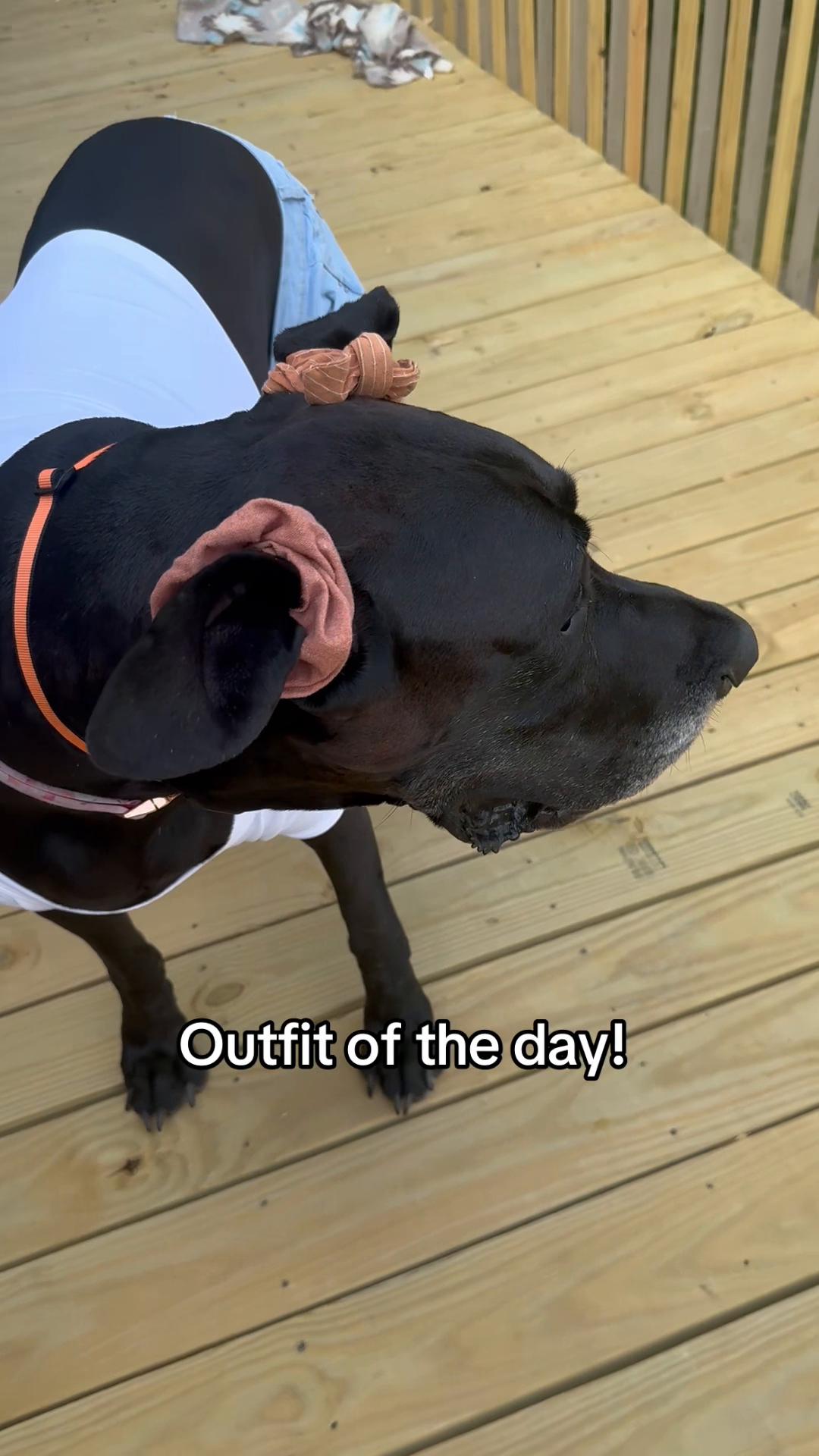 @jewelsthegreatdane