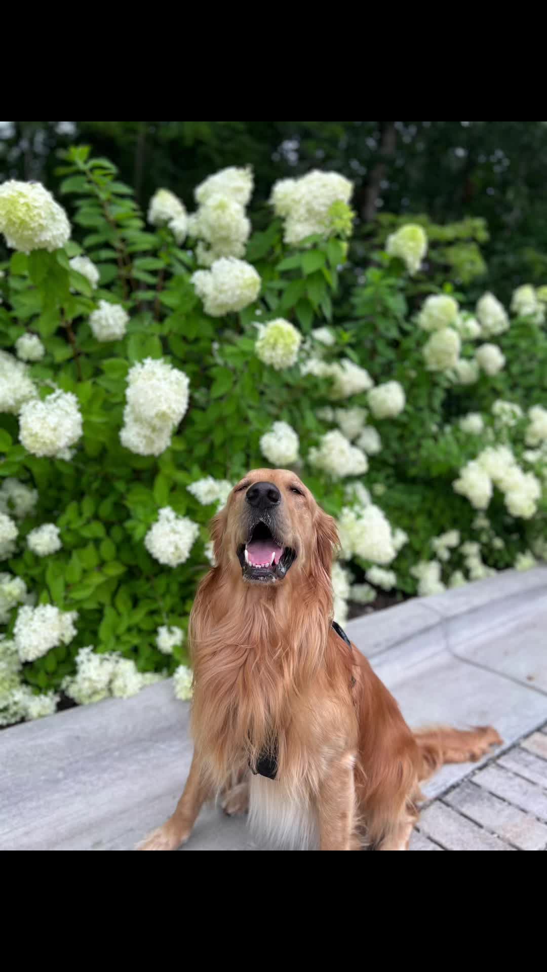 @goldenboytofu
