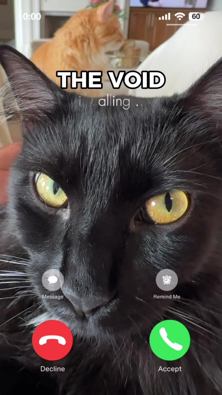@Winnie: Maine Coon Kitty