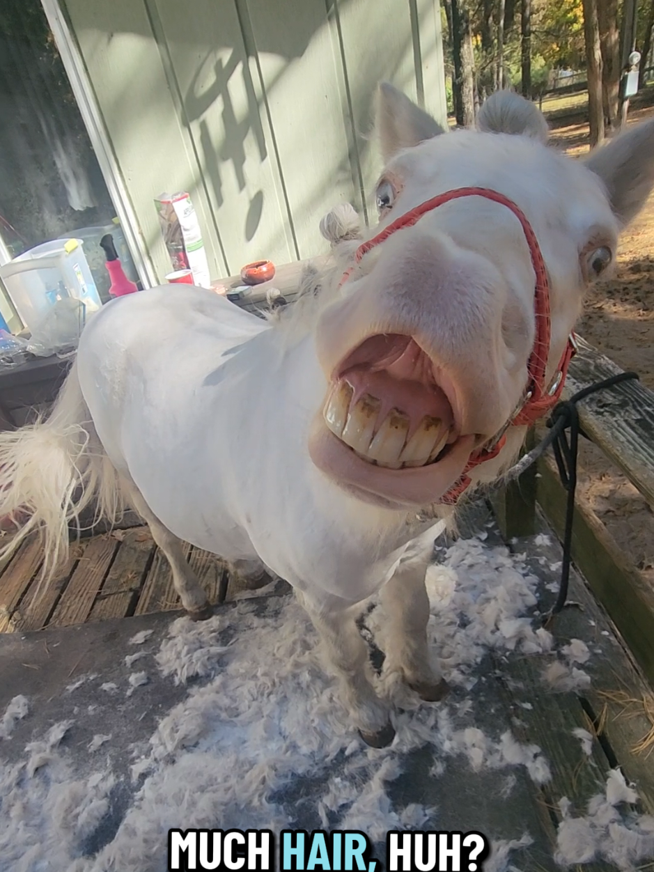@minihorsemomandtrainer🐴🐴🐴🐴