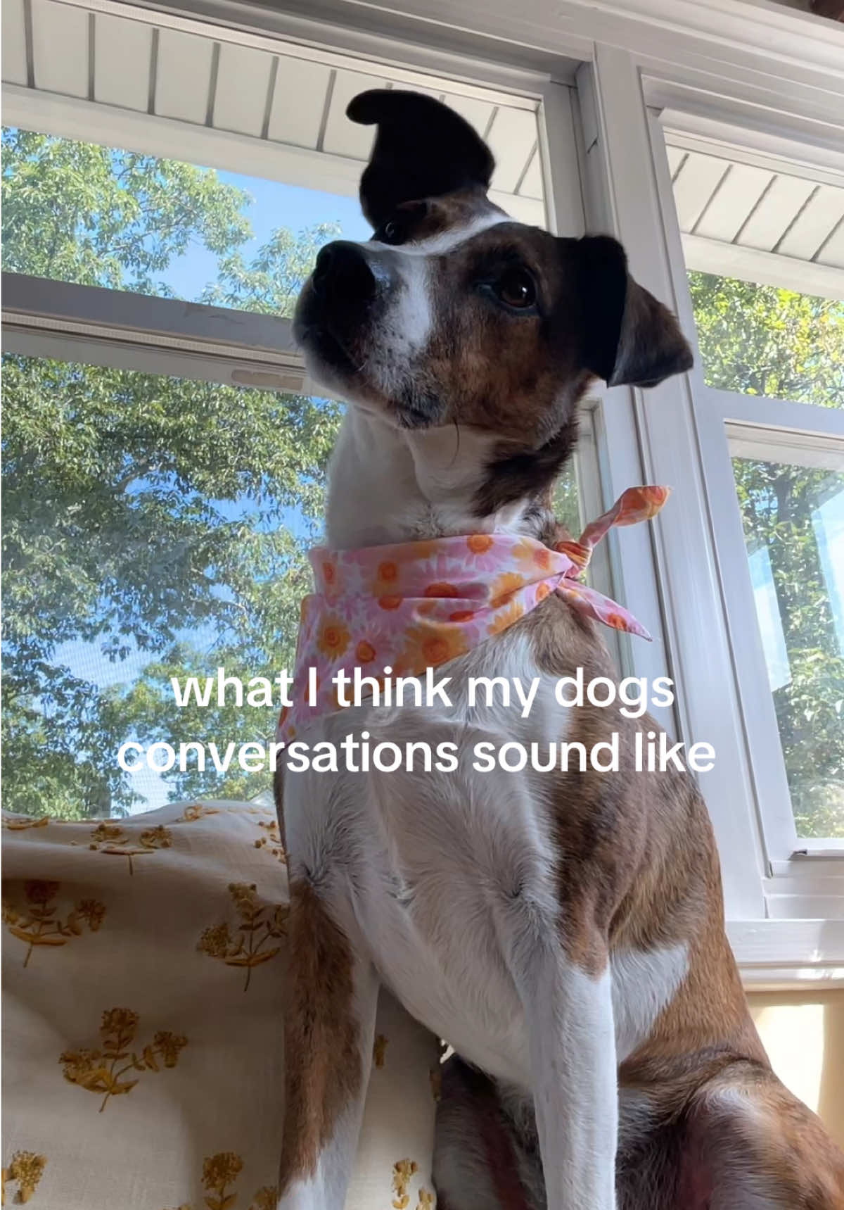 @guinness_beau