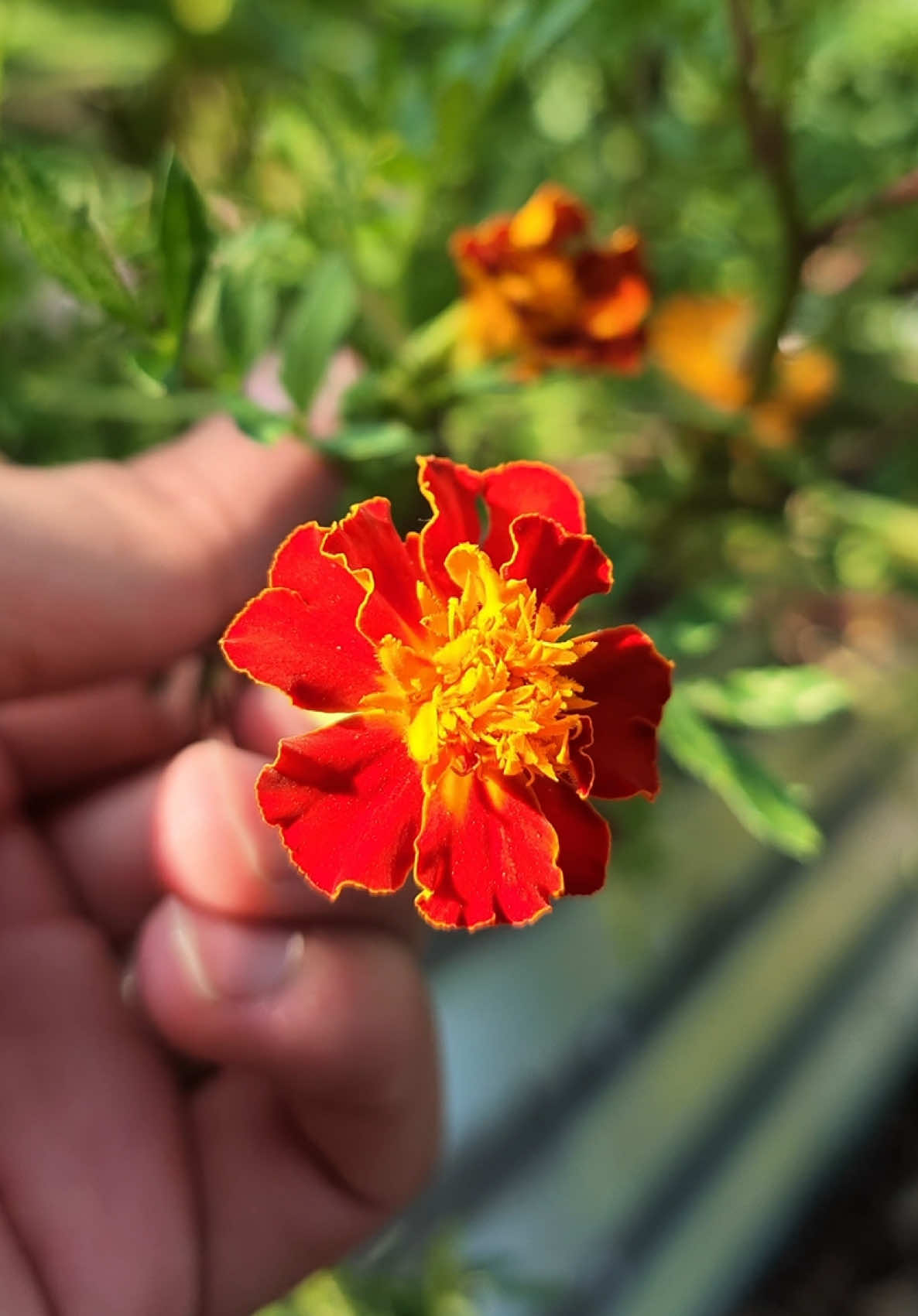 @Buff Gardener
