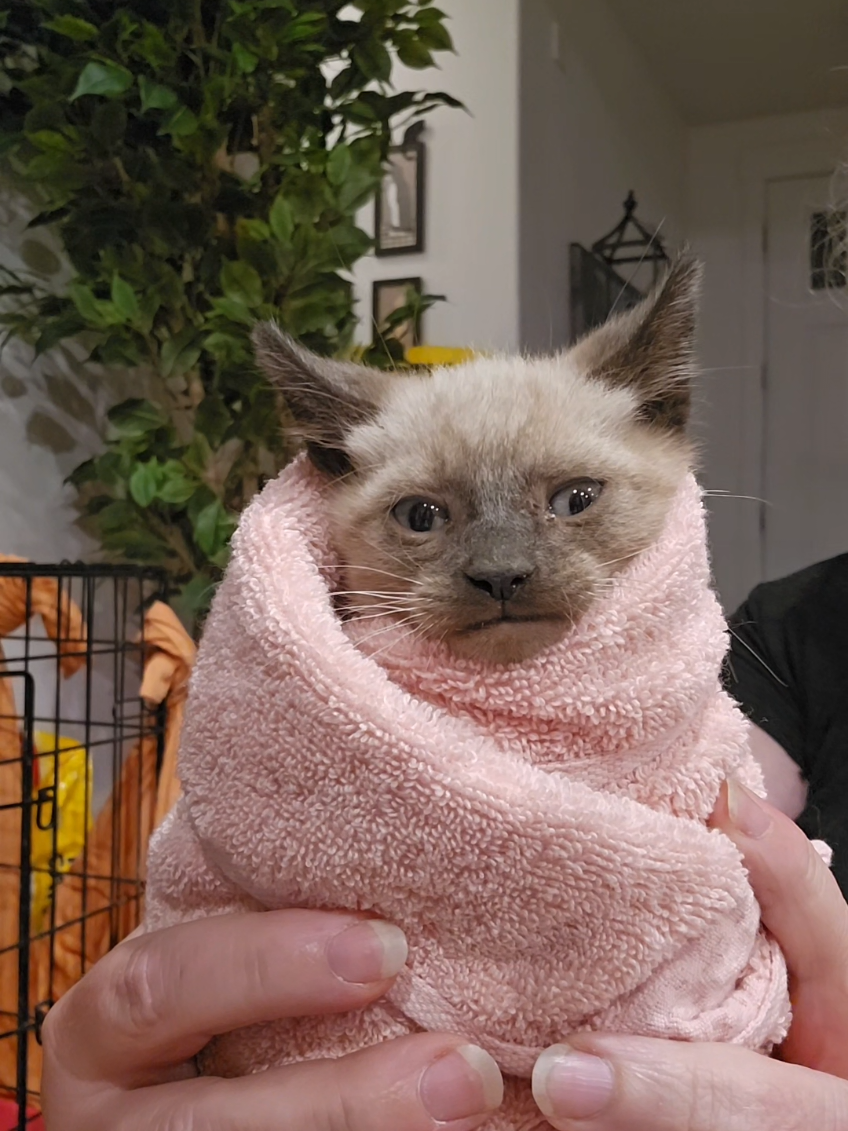 @UtahCatTrapper