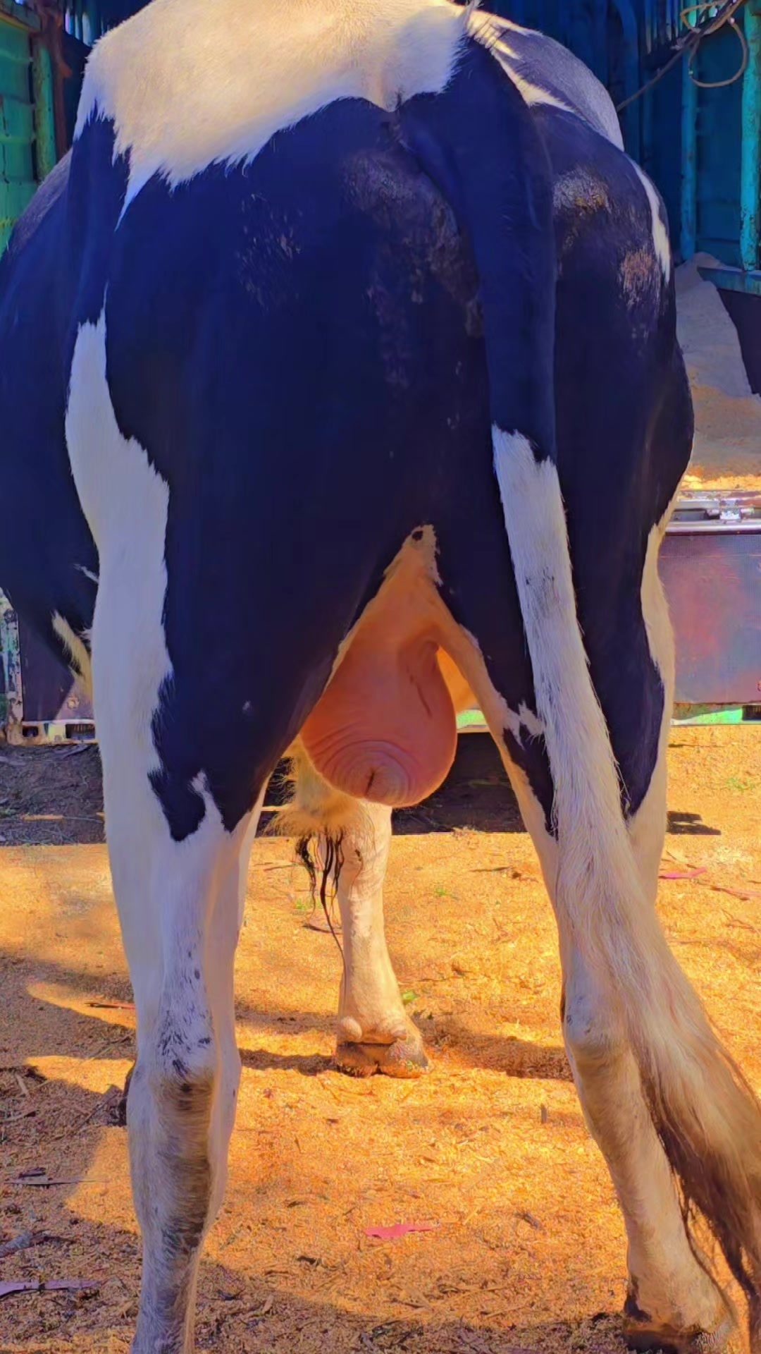 @PAULITODAIRYFARM 🇰🇪🇹🇿🇺🇬