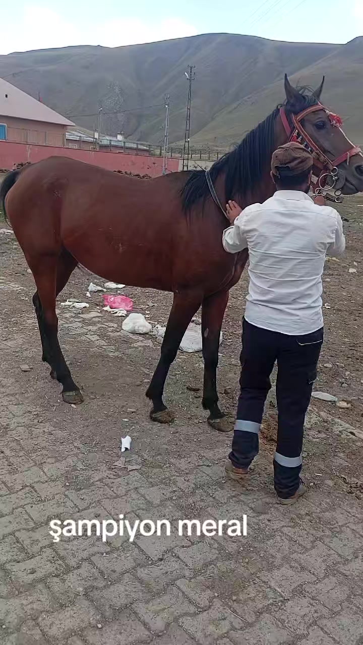 @çatlı şaho