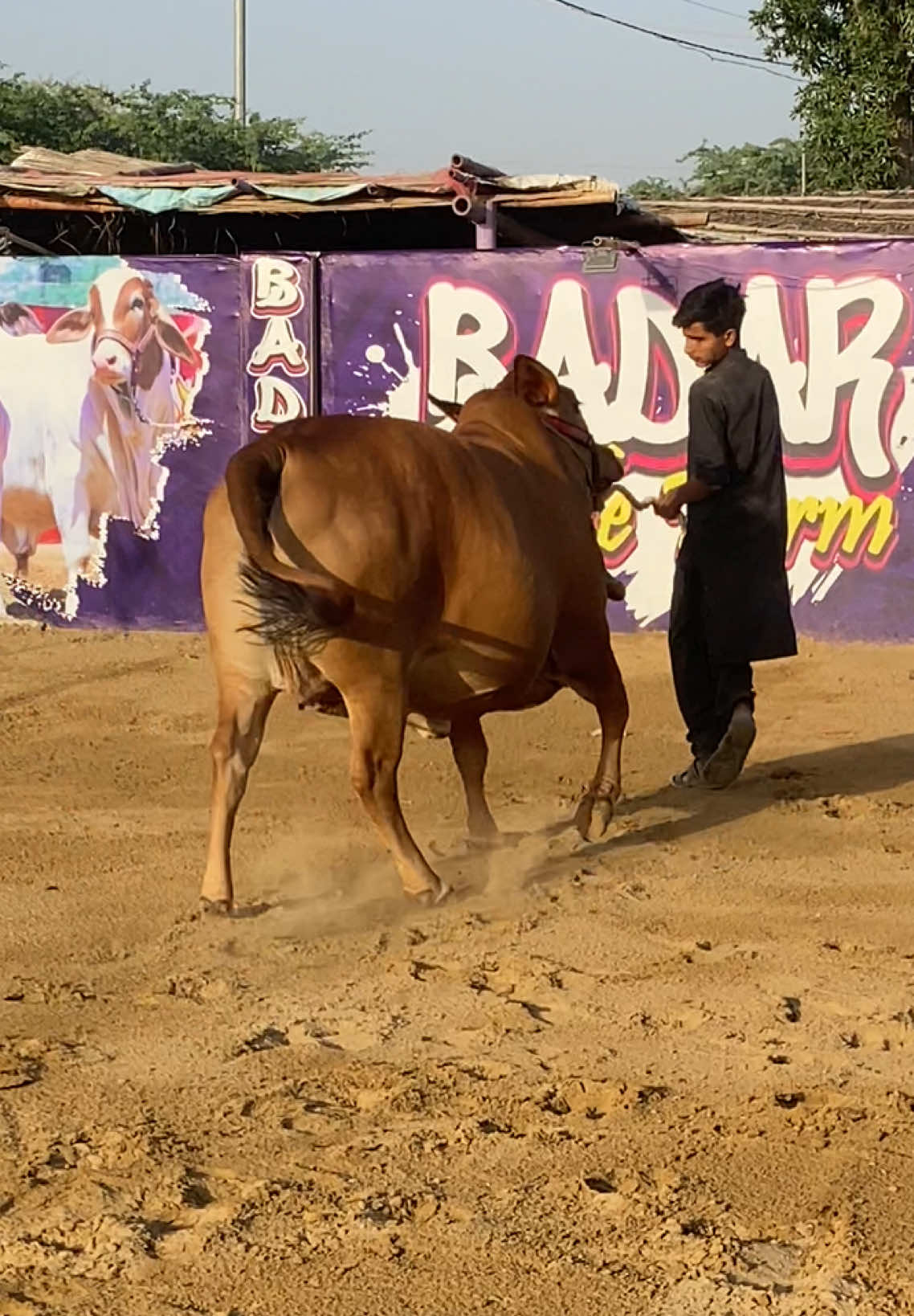 @Karachi Bull lovers