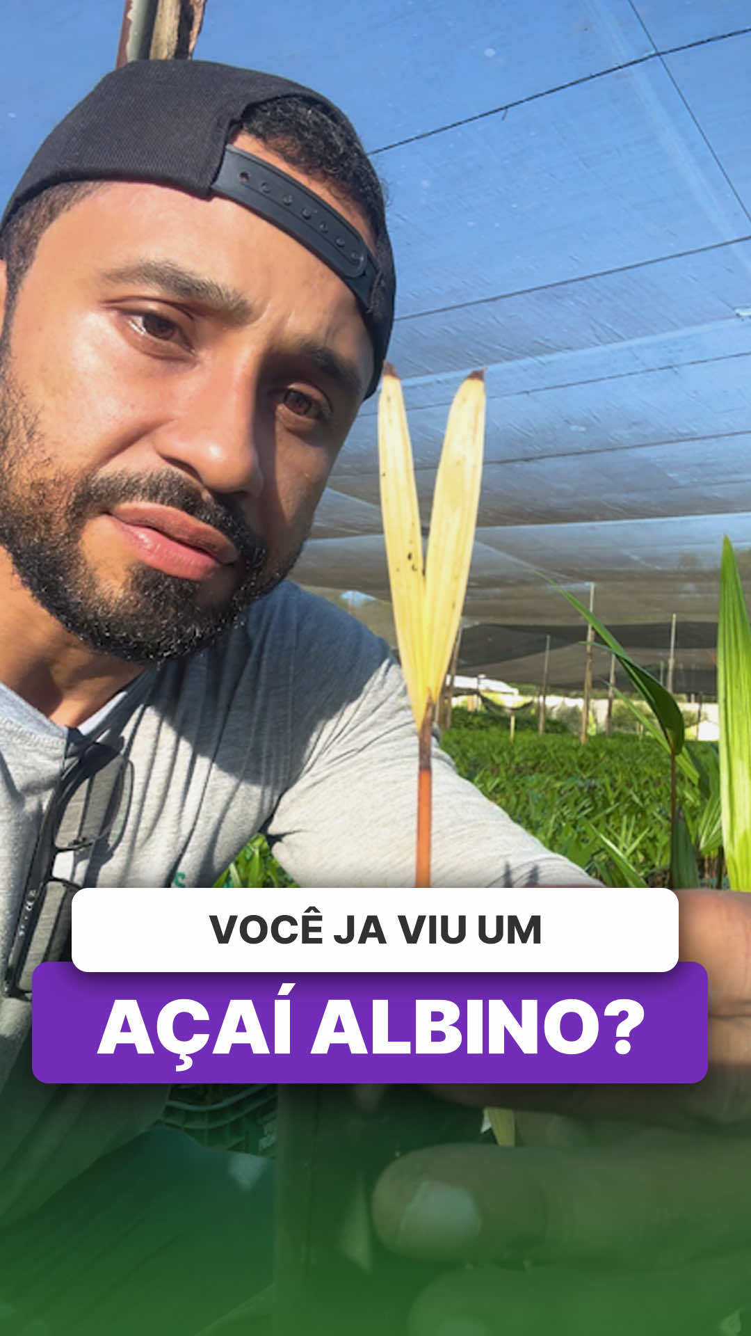 @ViveiroProMudas