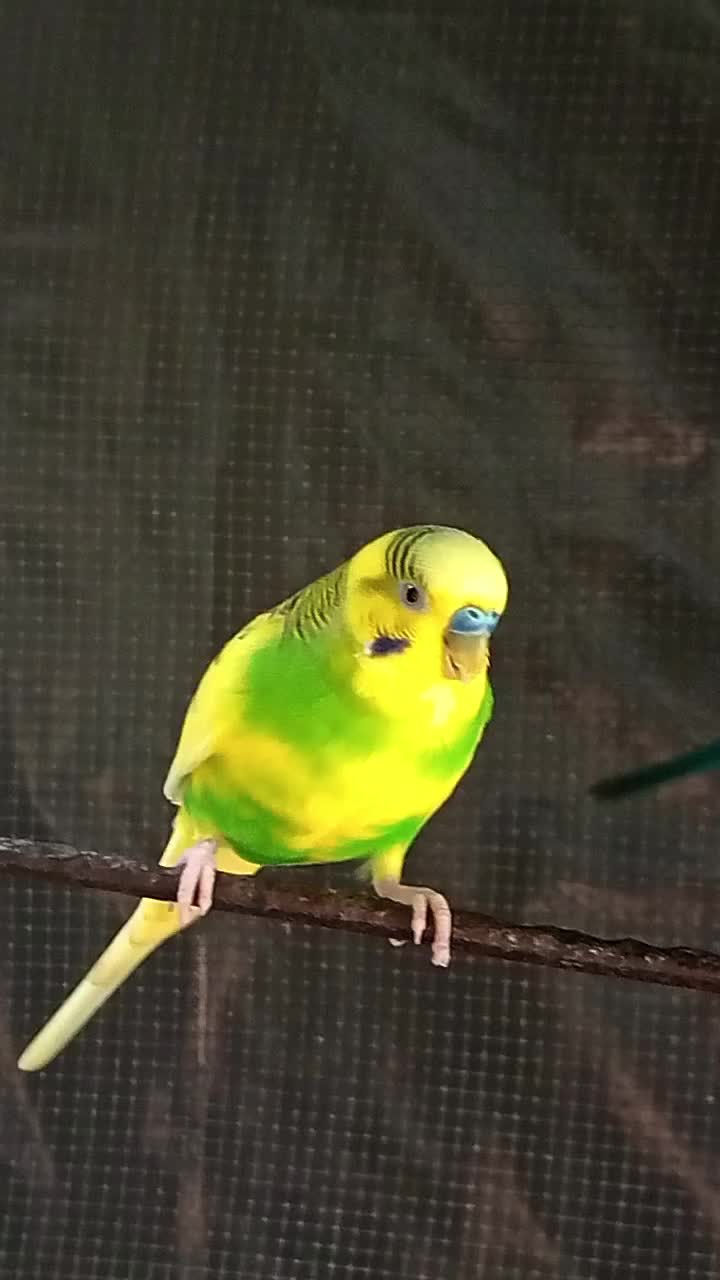 @AviarioRey45🇲🇽
