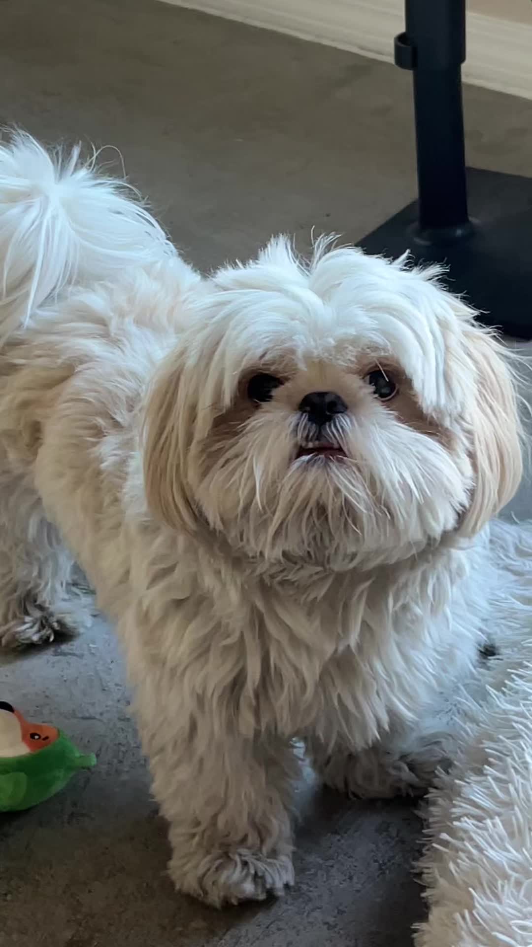 @Hugh the Shih Tzu