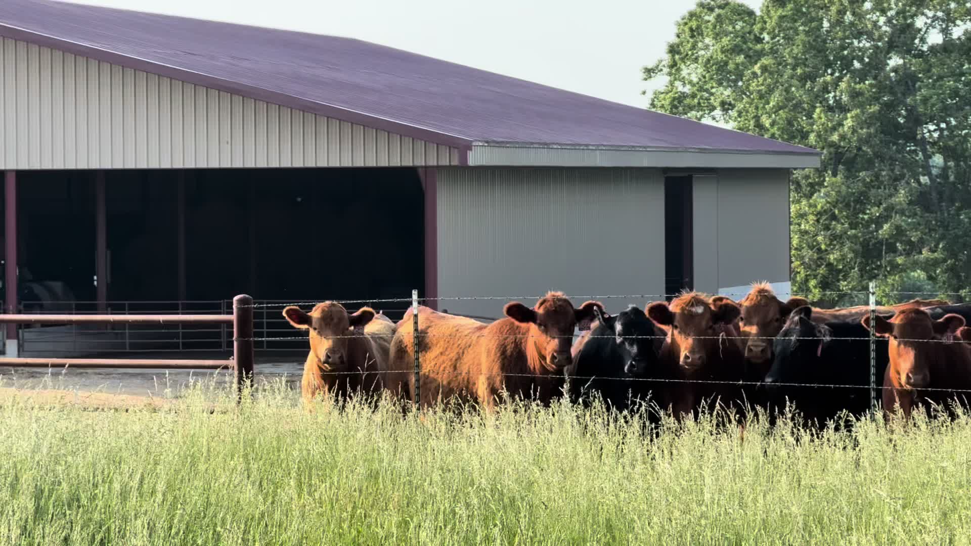 @Massey Land & Cattle