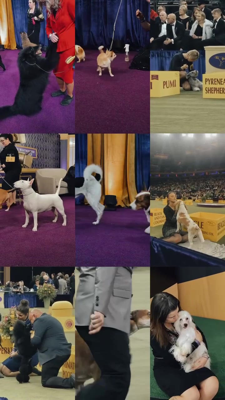 @Westminster Kennel Club