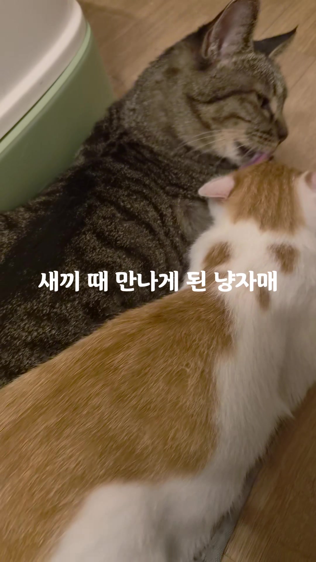 @지니힐즈