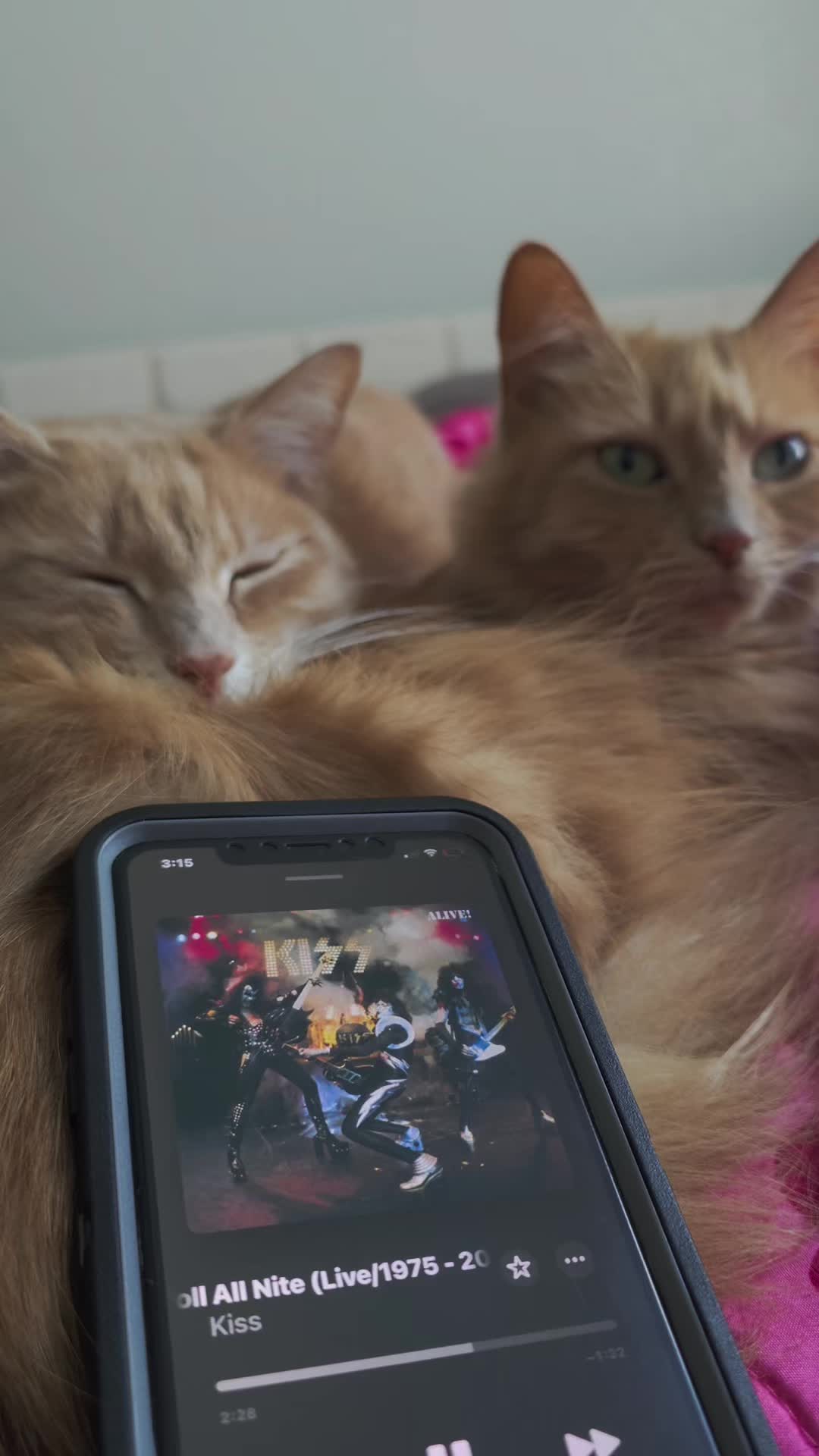 @Theorangecat🐈