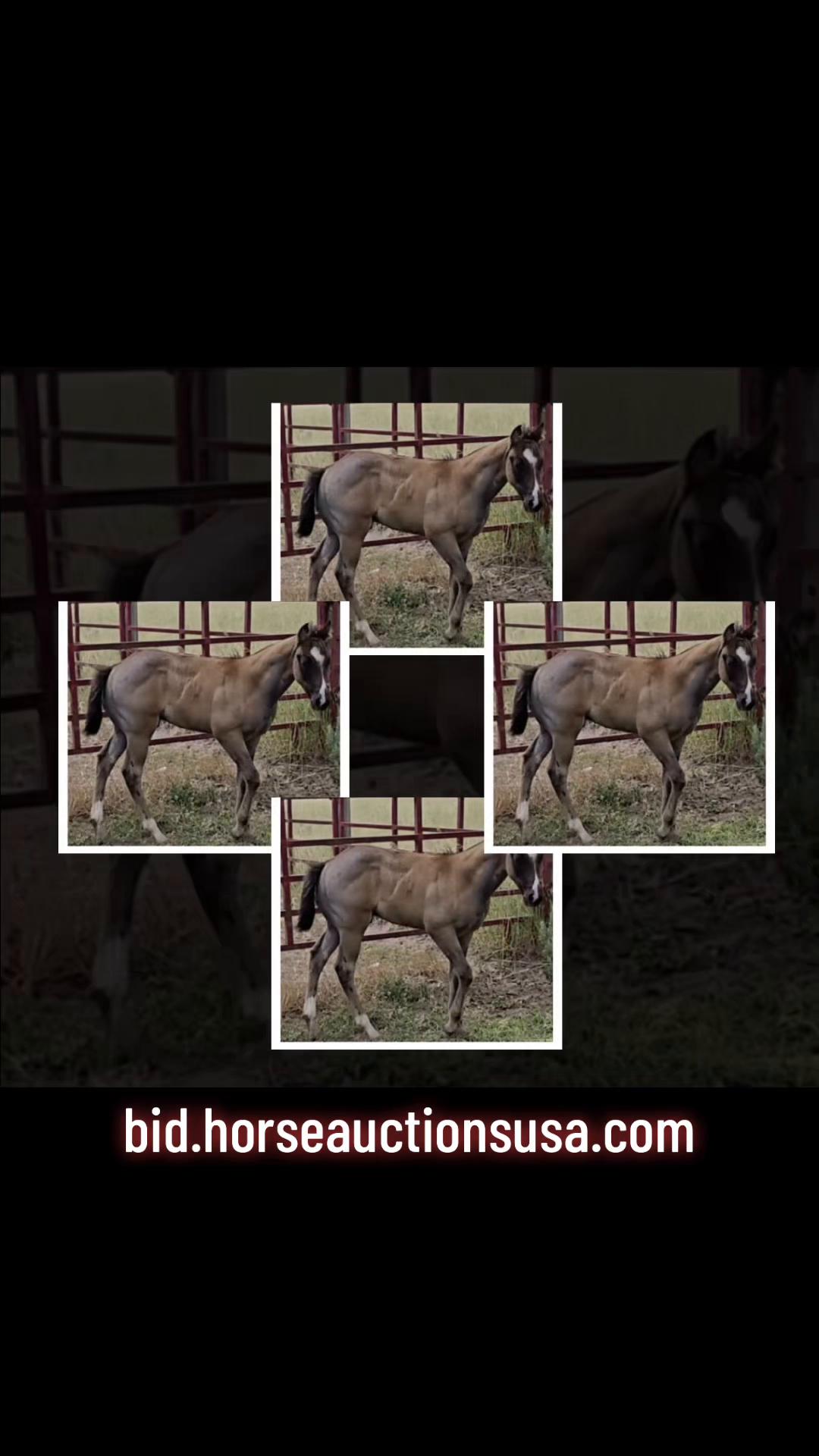 @HorseAuctionsUSA
