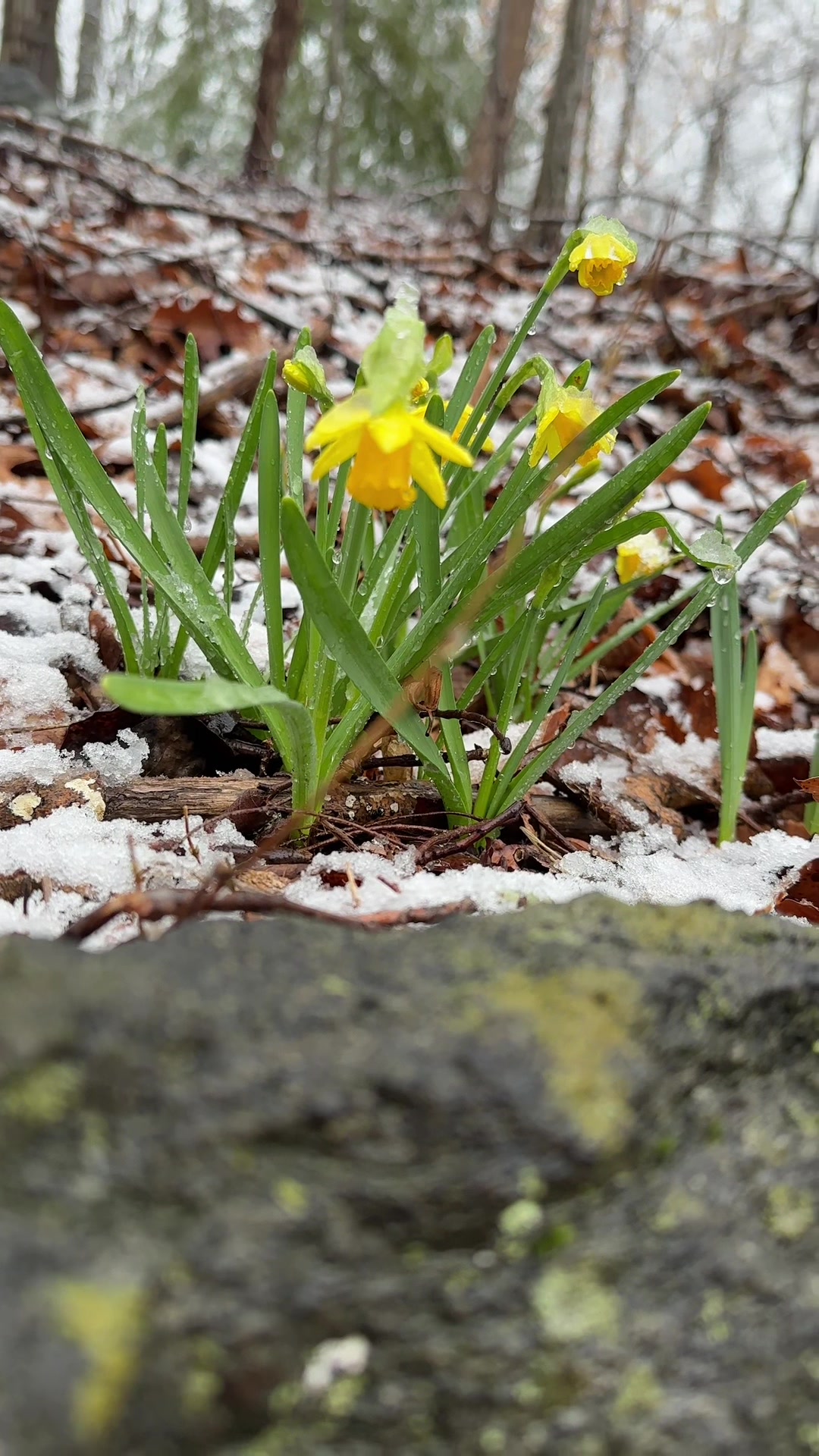 @Ellicott City Pix