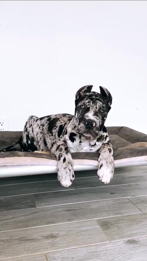 @Andrew cane corso