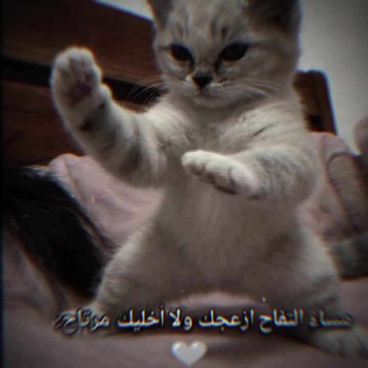 @جوجو| 𝐉𝐨𝐣𝐨 𐙚 ~