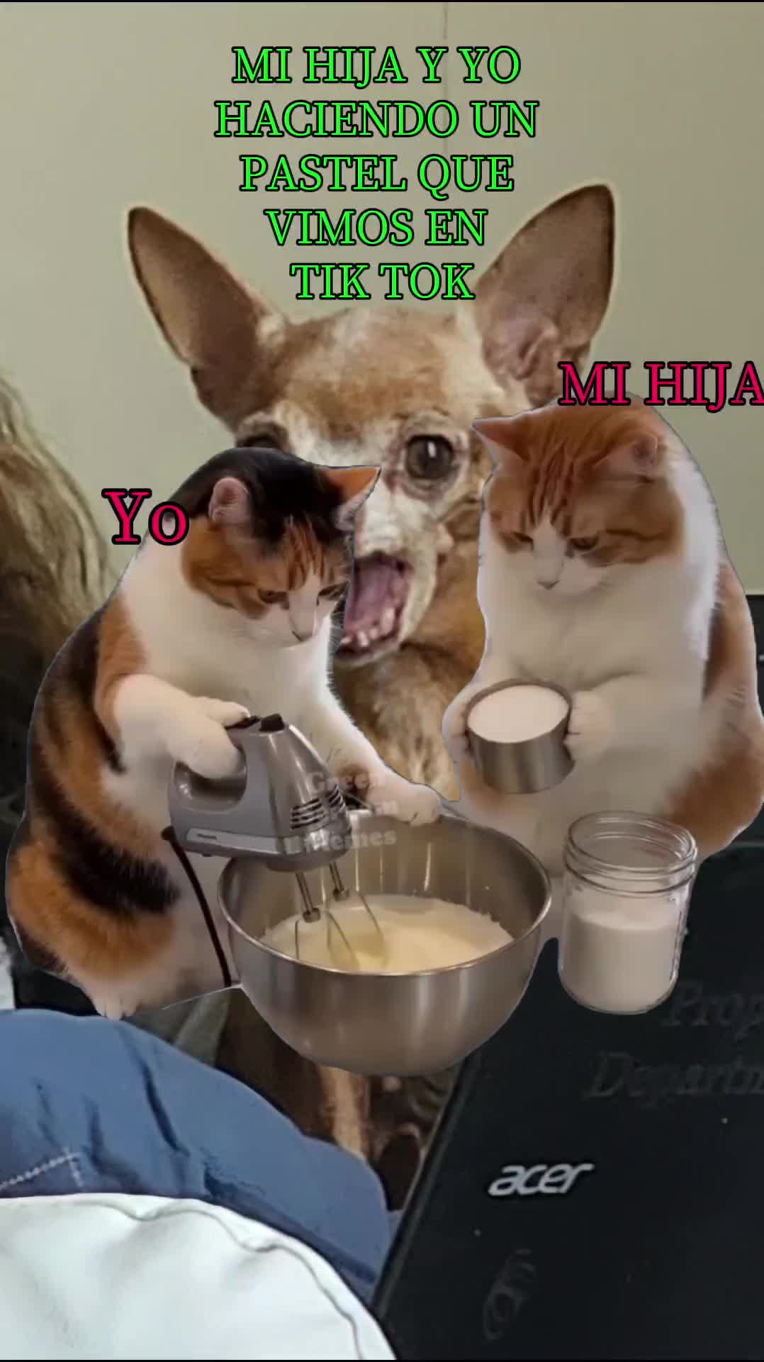 @Tiny Chihuahuas