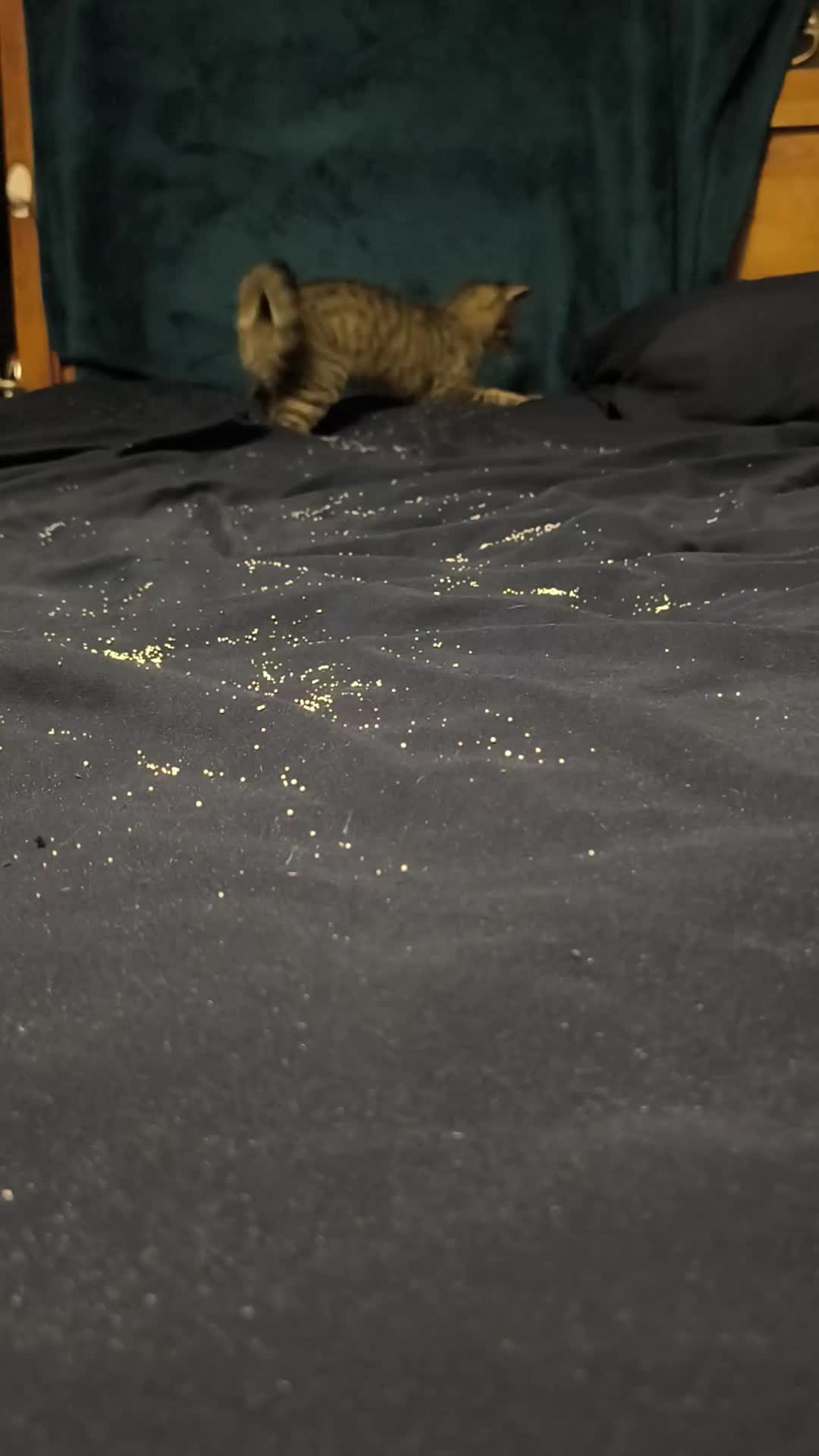 @Pickles the cat