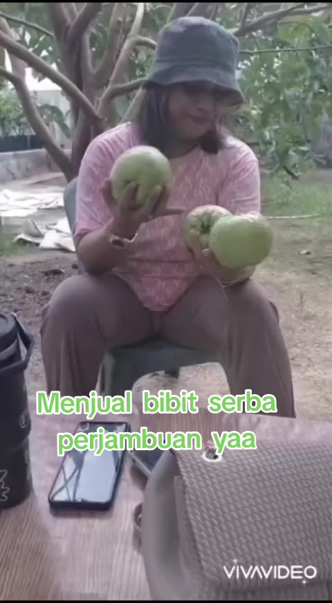 @Bibit khusus samarinda
