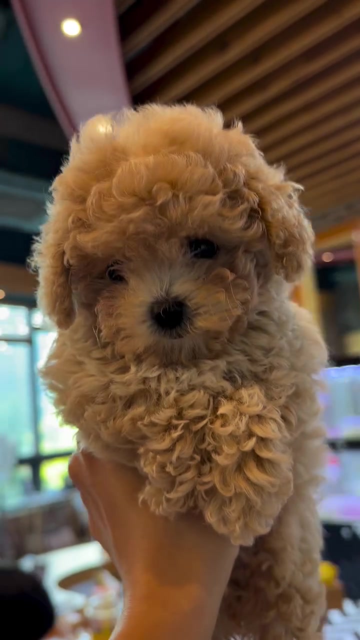 @Paradise Puppies🐶