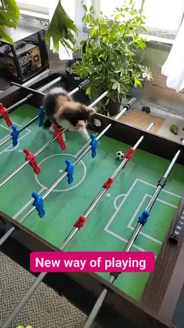 @CatCraze