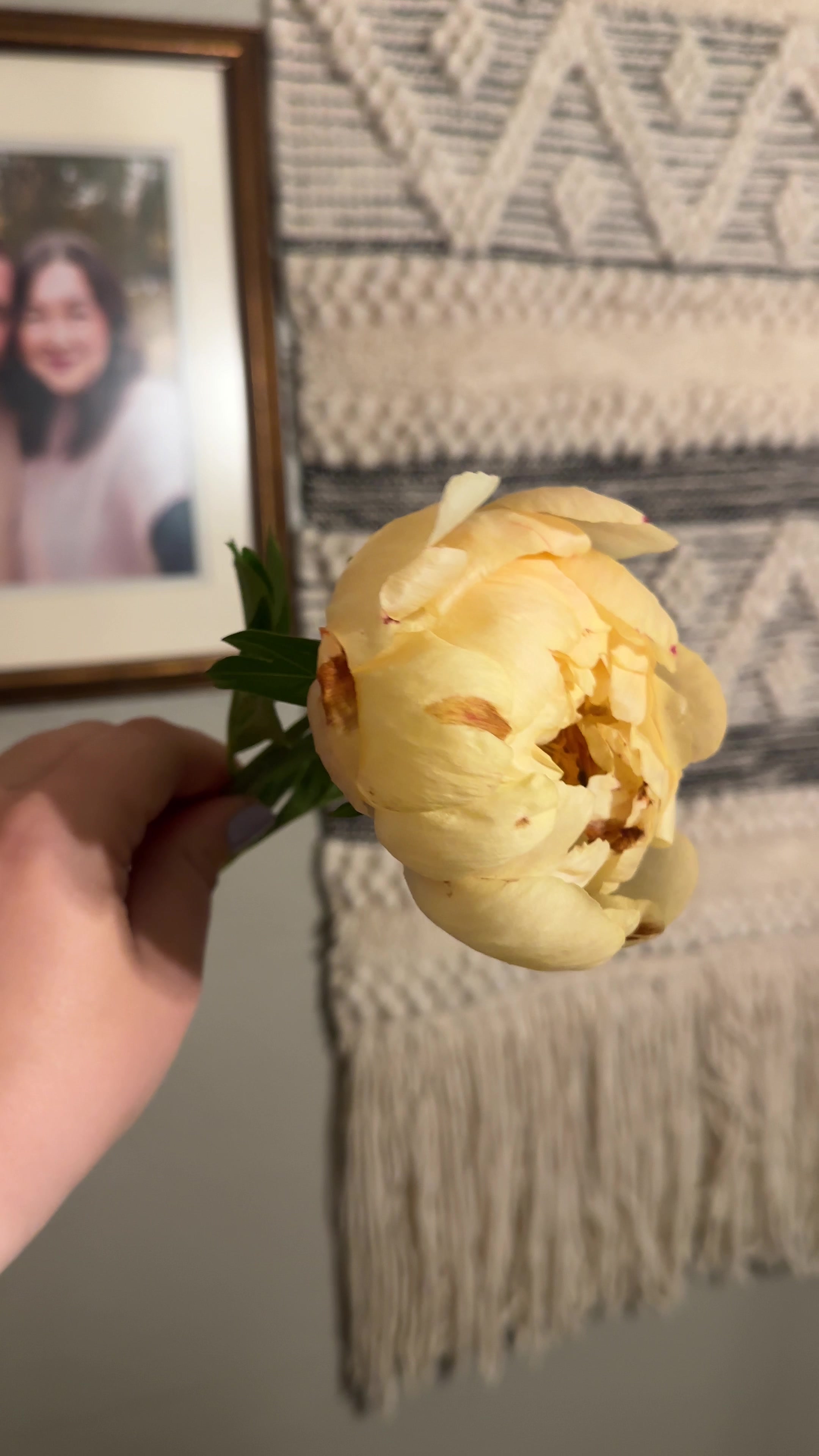@allysonhanlim