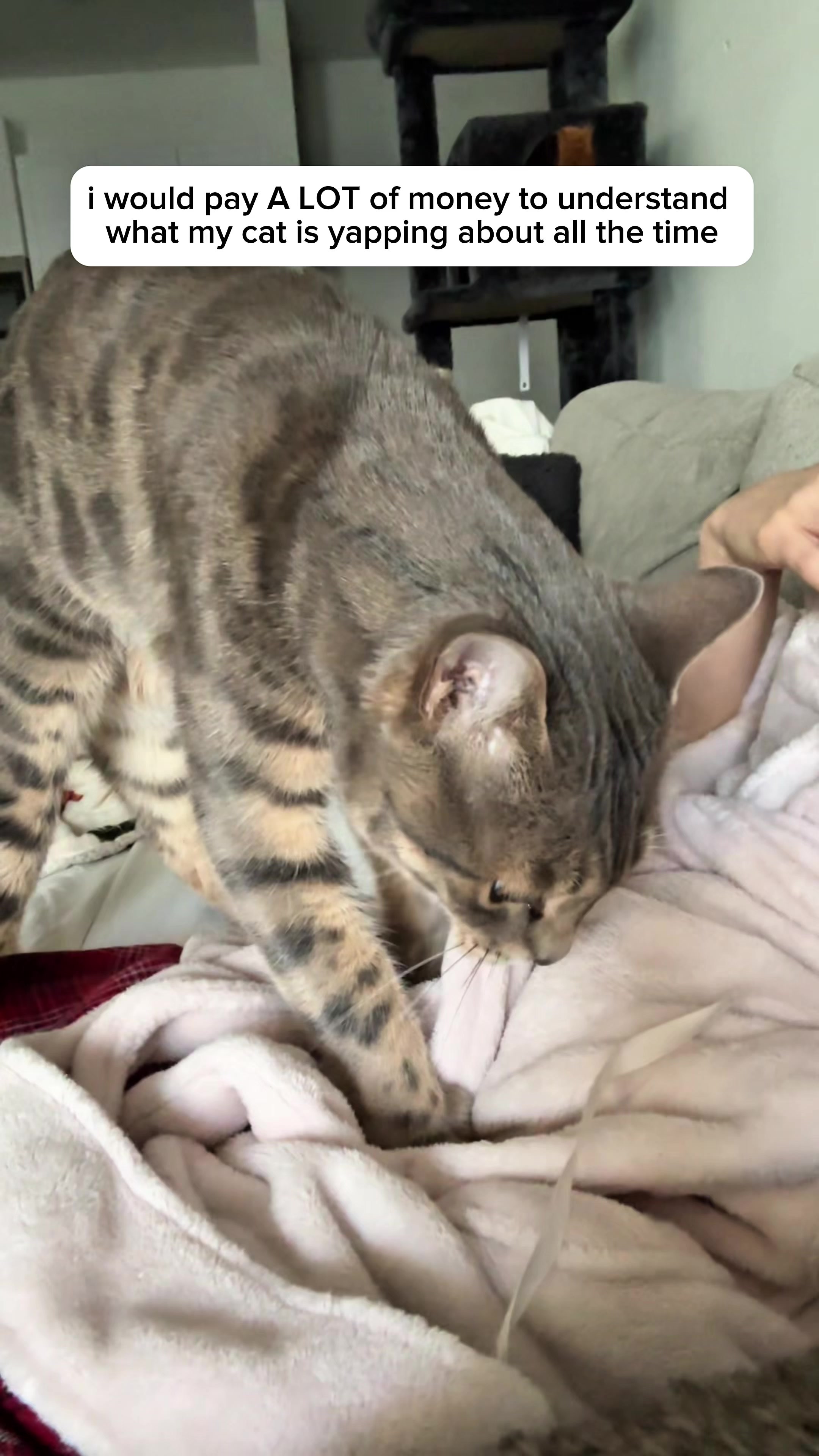 @Mochi the Bengal