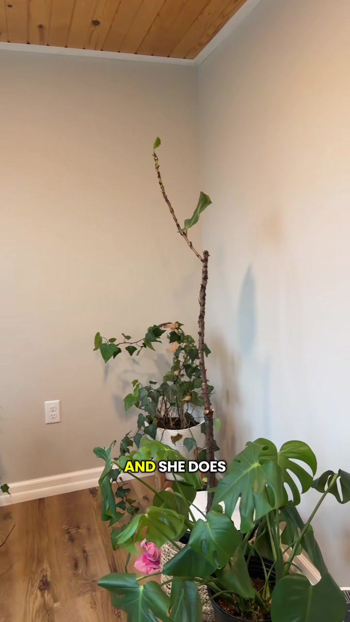 @Plantpusherr