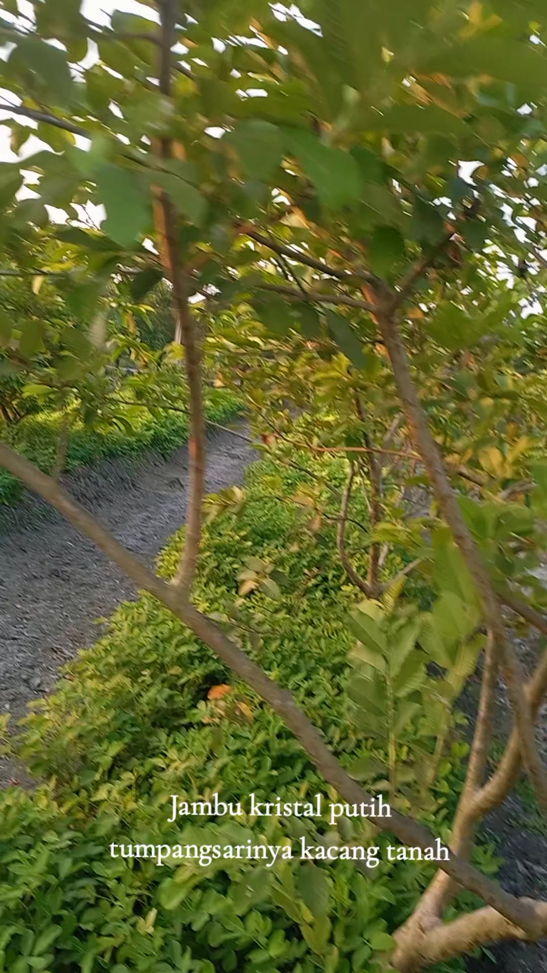 @indasah73