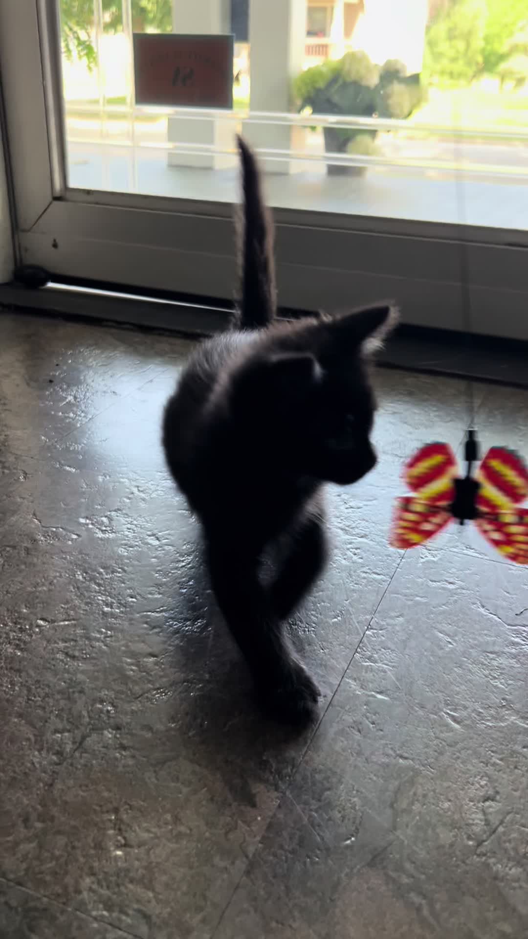 @Kitten.mama