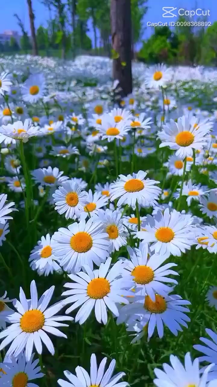 @🍃💞🩵젤리이삐🩵💞🍃