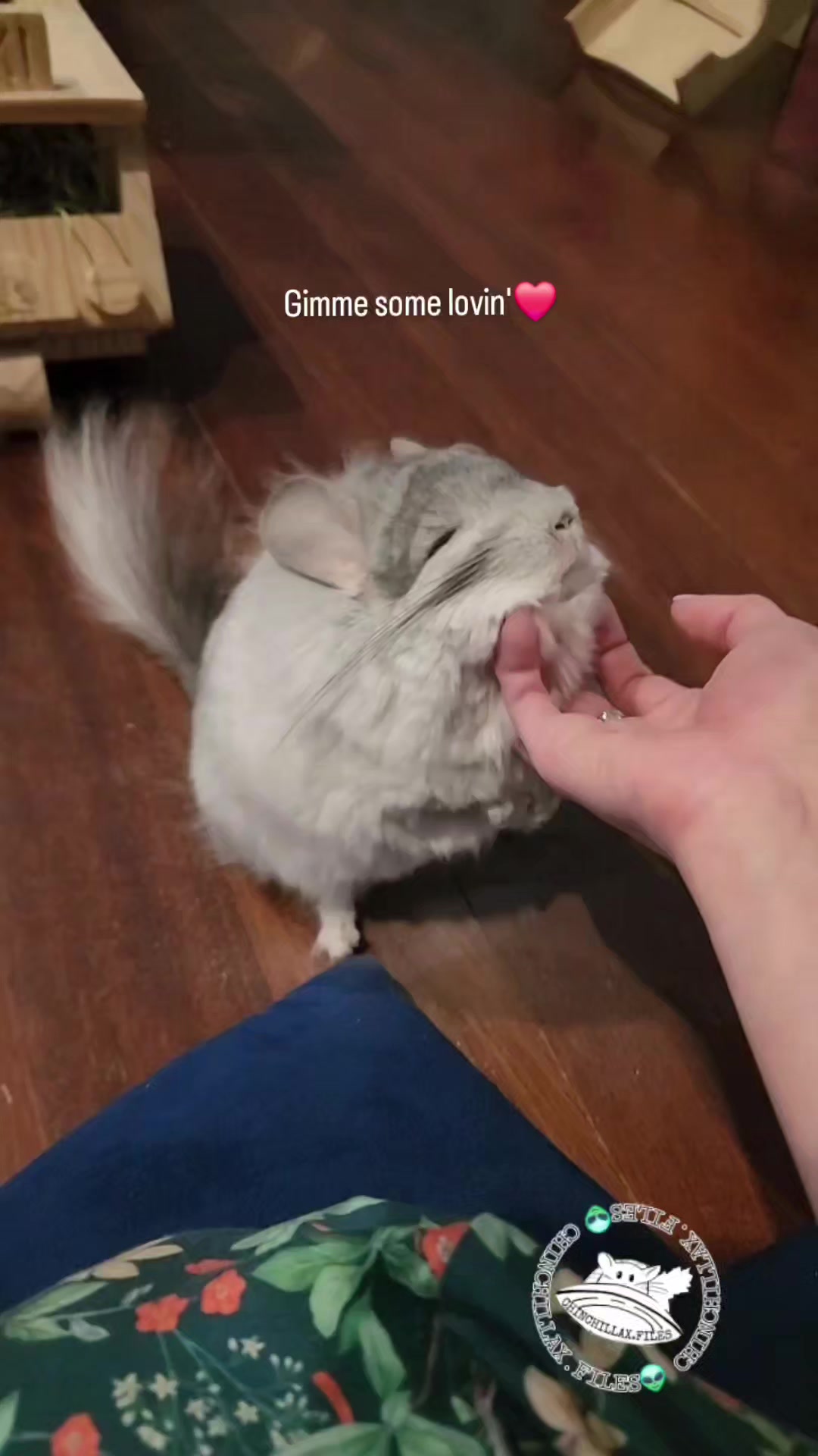 @Kuzco the Chinchilla