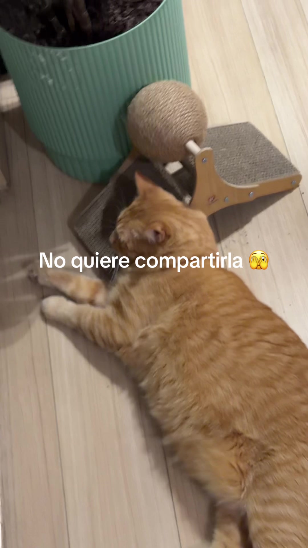 @VanessaLaHamburguesa