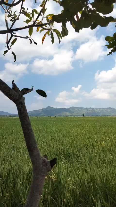 @ayuunii