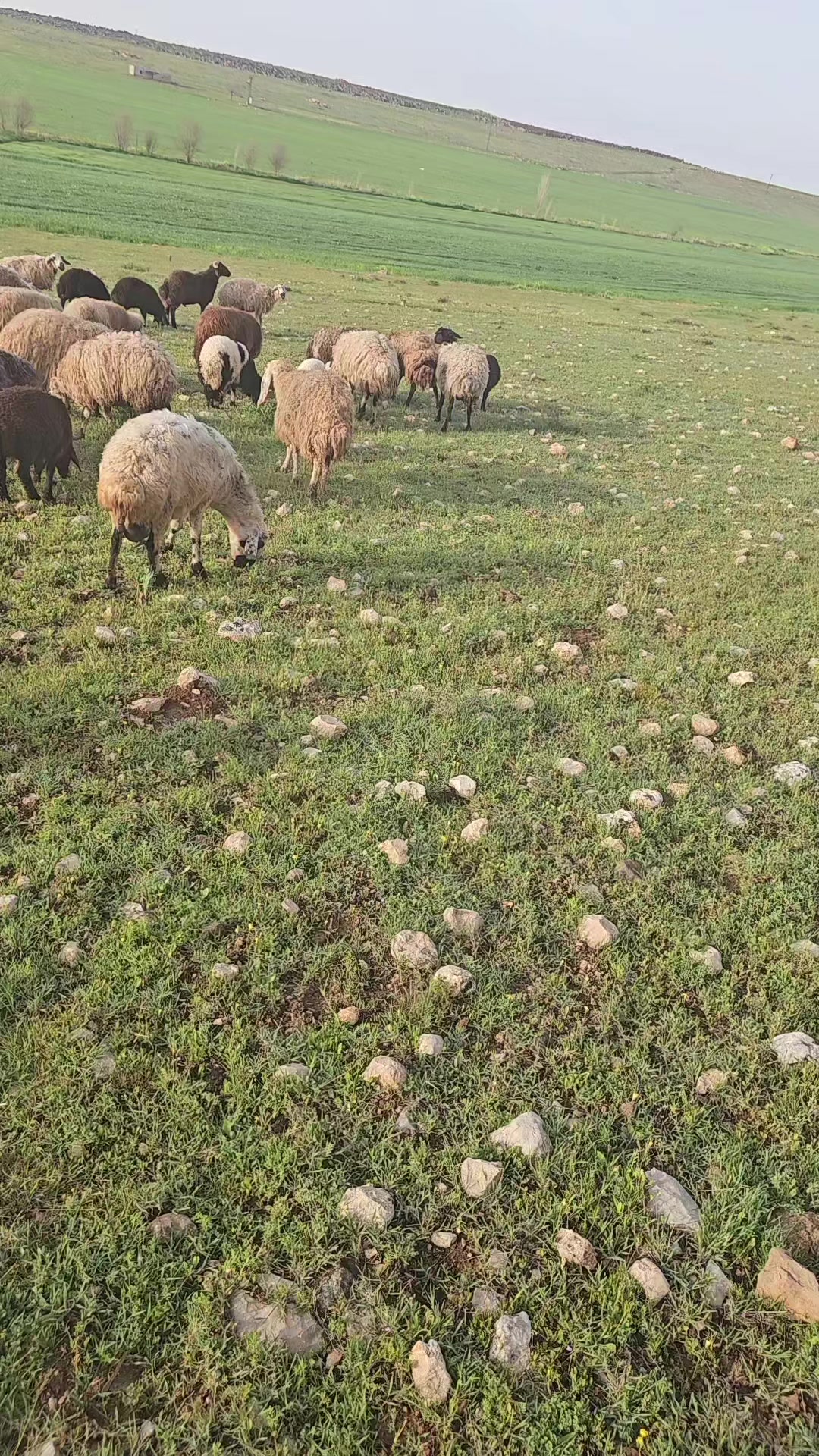 @EMİNOĞLU BESİCİLİK