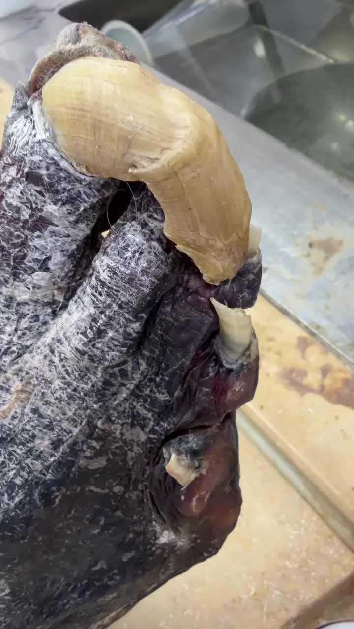 @Aɴɴᴀʙᴇʟ