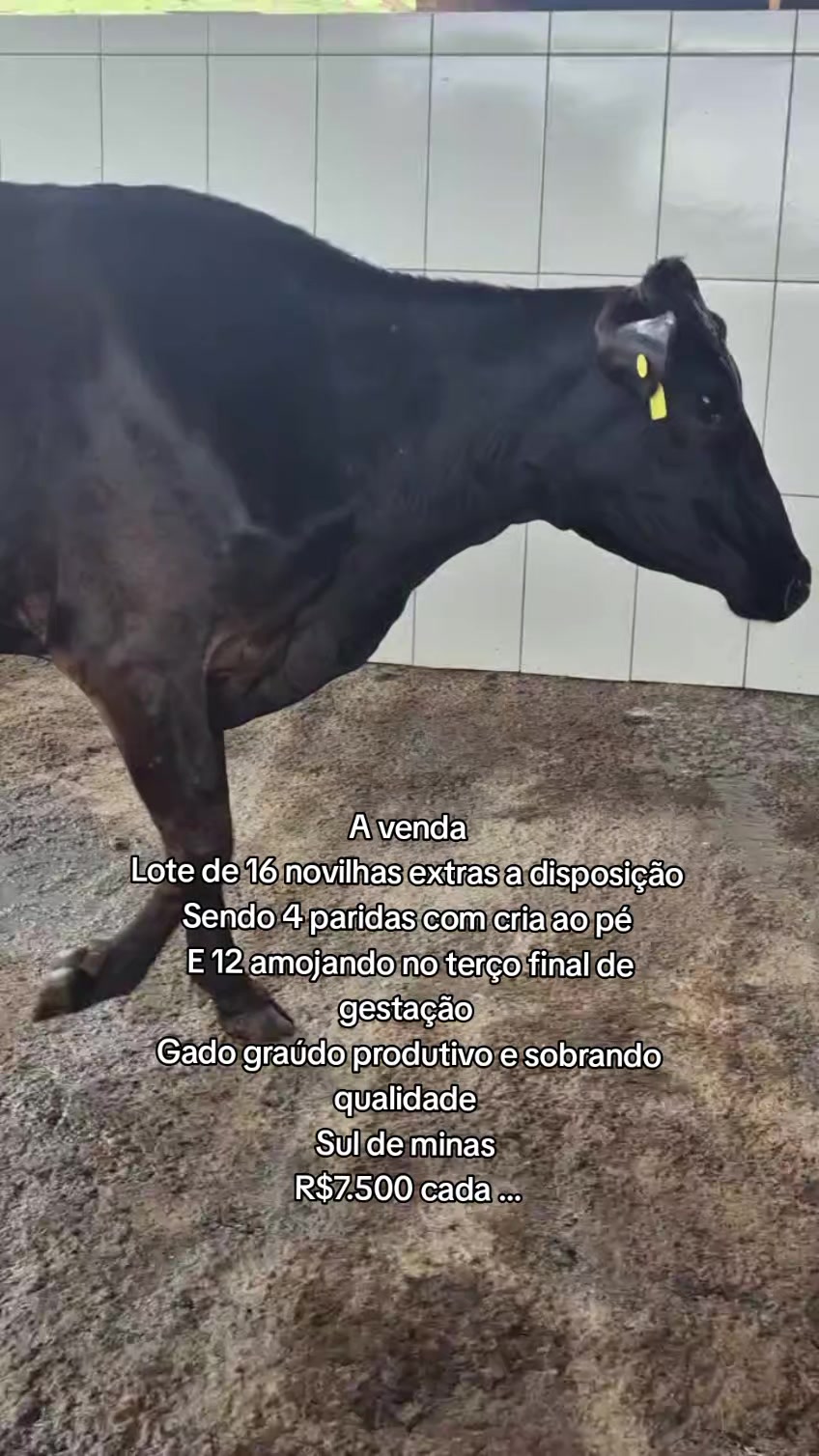 @marketing_do_gado